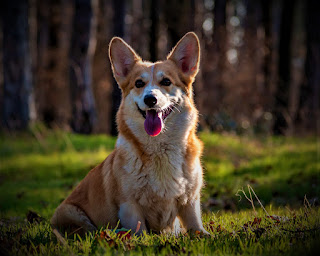 Welsh Corgi Pembroke history The breed of Pembroke Welsh Corgi dogs is expensive and rare and is appreciated by dog lovers all over the world. Like their fellow breeds Welsh Corgi Cardigan, Pembrokes evolved and formed in England. There is a legend that points to the otherworldly, fabulous origin of these dogs. Well, this funny fairy tale sounds like this:  one evening, the children (brother and sister) were returning home from a walk and saw two small foxes-like animals in a clear field. Coming closer, they considered that they were not foxes, but small dogs, or rather puppies. They took the adorable babies in their arms and took them home. Puppies were distinguished by the unusual color of wool, short legs, funny standing ears, and marks on the back. Then my father and mother explained that these are not simple puppies and that they left them in the field of fairies. According to the parents, the fairies used these animals to drag their carriages in the night sky, and sometimes set the saddle right on the back of the animal, from which there were marks.  Of course, this is only a legend, a fairy tale, but there is also an official story that says that this breed appeared in England after a visit to the Vikings. The Vallhund, or Swedish cattle dog, was brought by the Vikings to Wales around the 9th century, and most experts believe that the Vallhund was the ancestor of the Welsh Corgi. But there are opinions that claim that the breed originated from dogs imported by Flemish weavers.  Now no one uses this breed to herd sheep - given the cost of one dog, it would be a huge luxury. Or each of the sheep should have a golden fleece instead of ordinary wool. The breed enjoys the favor of the family of the English queen Elizabeth - Her Majesty is a fan of these cute pets.  Characteristics of the breed popularity                                                           10/10  training                                                                10/10  size                                                                        02/10  mind                                                                     09/10  protection                                                          07/10  Relationships with children                         10/10  Dexterity                                                             04/10     Breed information country  England  lifetime  12-14 years old  height  Males: 25-30 cm Bitches: 25-30 cm  weight  Males: 10-12 kg Suki: 10-11 kg  Longwool  Average  Color  red, red, fawn, deer, black with a redhead, tricolor  price  500 - 1500 $     description Pembroke dog is the smallest of the yank Kennel Club's Bos taurus dog cluster. Their hair will have a fawn, bright red or sable color, typically with white marks on the limbs, and throughout the body together with the snout. Moreover, the reminder these colors dissent from the quality "dog". the pinnacle of the Pembroke Welsh Corgi is comparable to the pinnacle of a fox, the ears are standing, longer than the typical. The tail is brief, broken - this, by the way, is the main distinction from the guy breed dog Cardigan. The limbs are short; the physique is robust.      personality Welsh Corgi Pembroke - dog cheerful, friendly, has a high level of energy and is ready at any time to go in search of adventure. Due to their small size, these pets feel great in the city apartments, however, the best place for them - is a private house, where there is its own garden and the opportunity to walk on the green lawns in the area.  Welsh Corgi Pembroke has a cheerful disposition - he certainly does not have to be bored. He typically likes to be in the spotlight and amuse himself along with his funny antics. additionally, a separate feature is the presence of a range of shades in their voices - these dogs categorize a large number of their emotions during this method.  Despite the open, good-natured nature of the Welsh Corgi can be quite independent, they like to understand the meaning and make decisions because they are very intelligent and savvy animals. This also directly affects the methods of education and training that are required of the host to achieve the greatest success.  This breed needs a lot of walking, loves activity, various games, and outdoor entertainment. They perfectly perceive children and love various games and entertainment with them. Other pets are perceived normally if they do not see aggression on their part.  Strangers are treated well, without rejection or unreasonable aggression, but only if they do not perform a watchman's function. Yes, you have not heard, Welsh-corgi can really be wonderful guard dogs, because they bark very loudly and are able to raise the alarm on any occasion, and sometimes even without.  Accordingly, if they realize themselves in this capacity and see a stranger who is trying to climb over the fence, the rest will not be the whole neighborhood. What's more, the dog can even try to stop the intruder despite its modest size. In fact, this function is rarely used, because the breed is expensive and refers more to the elite. Rather, this dog is a perfect companion for any family or single owner, no matter.     teaching The breed of Pembroke Welsh Corgi dogs can be trained by different teams because they have excellent intelligence. Of course, basic commands must be mastered without fail, but you can not limit yourself.  It is important in the learning process not to put pressure on your pet, at least if it is not particularly necessary. And then, the pressure should be more soft than rude. Corgis do not perceive aggressive and inadequate hosts. You need to have a great sense of humor and arm yourself with patience. By the way, since these pets love to eat, motivating them with goodies - is a good idea.     care The wool of the corgi breed should be combed once or twice a week, and enough is enough. Always make sure that the dog's ears are clean, as because of their size they tend to accumulate a large amount of dust, especially during walks. But it should be done carefully, as their ears are a very sensitive part of the body.  Eyes from sediment should be cleaned daily. The claws are trimmed three times a month and bathe the dog at least once a week. Keep in mind that Pembroke Welsh Corgi dogs love to eat and will be happy to overeat, and therefore prone to obesity. Keep an eye on your pet's diet to avoid it.     Common diseases The Pembroke Welsh Corgi breed is prone to some diseases, namely:  hip dysplasia - hereditary disease; cataracts - usually manifested in old age; skin asthenia - also known as Ehlers-Danlos syndrome, dermatosparaxis, or dominant collagen dysplasia; cystinuria - usually manifests only in males; degenerative myelopathy - often misdiagnosed as disc disease; epilepsy is a neurological disease, sometimes inherited; a disease of the intervertebral disc - because of its long back, corgis are prone to spinal injuries; progressive retinal atrophy; retinal dysplasia; von Willebrand's disease.