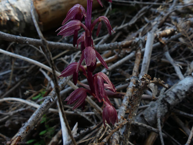 red flowers and stem of a parasitic plant