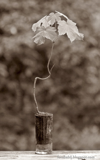 http://fotobabij.blogspot.com/2015/08/bonsai-w-szklance-klon-jawor-b-3r1.html