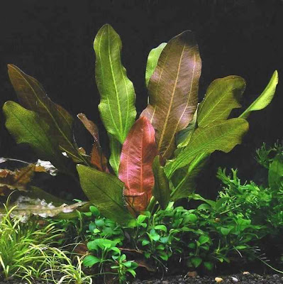 fish tank plants. This Encyclopedia of Aquarium