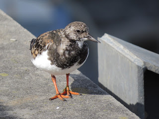 Turnstone