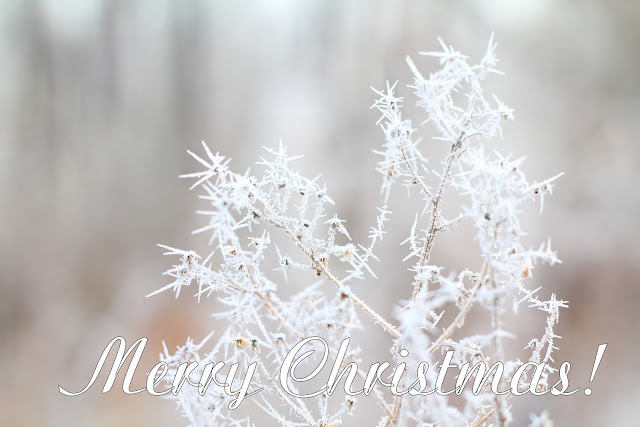 Merry Christmas from Amy Kate Photography in Bemidji, MN