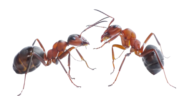  Ant PNG