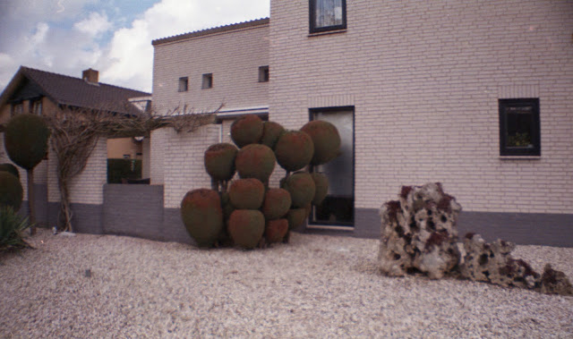 In bollen gesnoeide planten, foto Robert van der Kroft