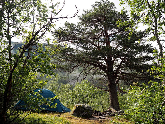 Stan, stanování, příroda, ohniště, stromy, Norsko, Jotunheimen