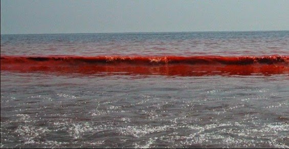 Tinta Samudra Mengapa Disebut  Laut Merah   