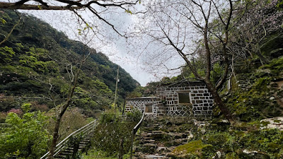 淡水楓樹湖「巨石花園」賞木蓮花 (木蘭） / 桃花源 百年古厝「石頭屋」秘境賞櫻 石頭屋 楓樹湖 桃花源1號