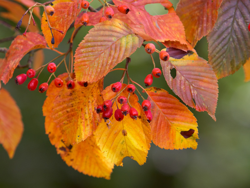 Рябина Юя (Sorbus yuana)