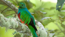 Quetzal