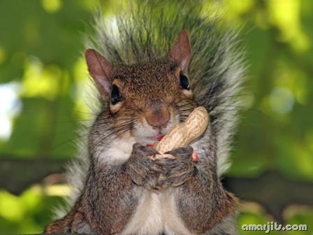 amarjits-com-Animal-Pics (1)