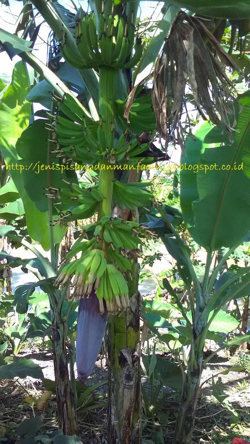 Perbedaan Pisang Raja Nangka Dan Pisang Tanduk Dilihat Dari Jantungnya