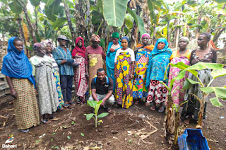 Anjouan : Distribution des plantules de bananiers dans les zones côtières