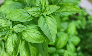 Benefits of Basil For Male Sexual Arousal
