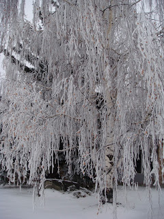 hoar frost, snow, trees of snow, snowy day