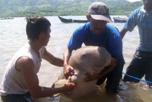 seputar dunia perikanan Ikan  Duyung Tertangkap