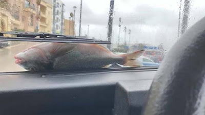 mostrava un enorme pesce nel parabrezza