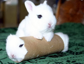 Funny animals of the week - 7 February 2014 (40 pics), a bunny stuck in a toilet paper roll while other bunny stands on it