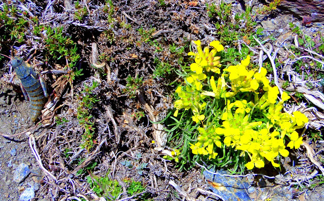 Cojinete amarillo. Sierra Nevada