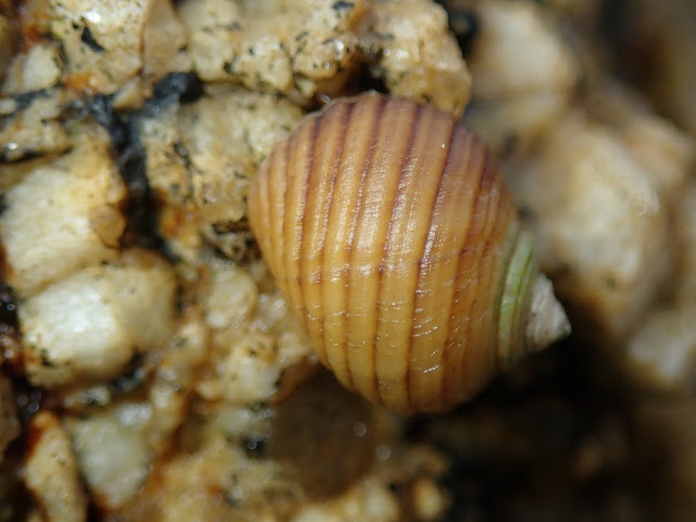 Littorina saxatilis