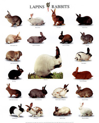 Pictures Of Rabbits. is lots of rabbits there