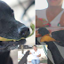 After Observing How Students Buy Food, Clever Dog Uses Leaves As Money To ‘Pay’ For Cookies