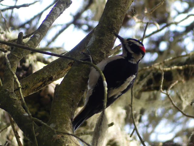 black and white bird with a touch of bright red on its head