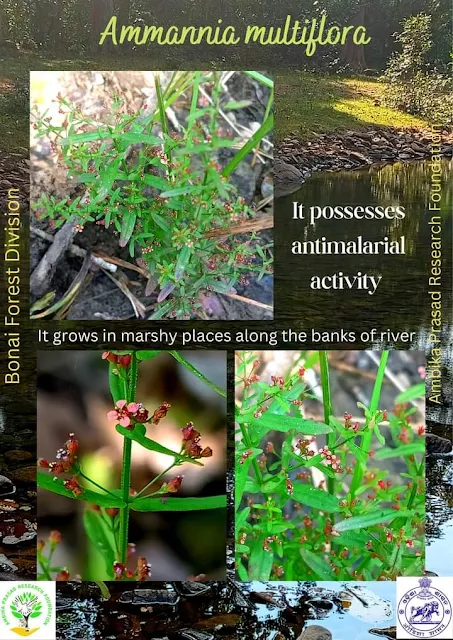 Ammannia multiflora (Wetland flora)