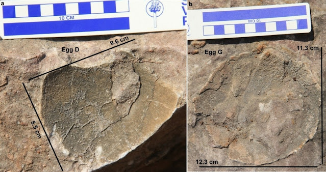 Σπάνια ανακάλυψη στην Ινδία: Παλαιοντολόγοι βρήκαν 92 απολιθωμένες φωλιές δεινοσαύρων με 256 αυγά