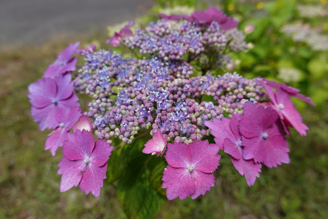 鳥取県西伯郡南部町鶴田 とっとり花回廊