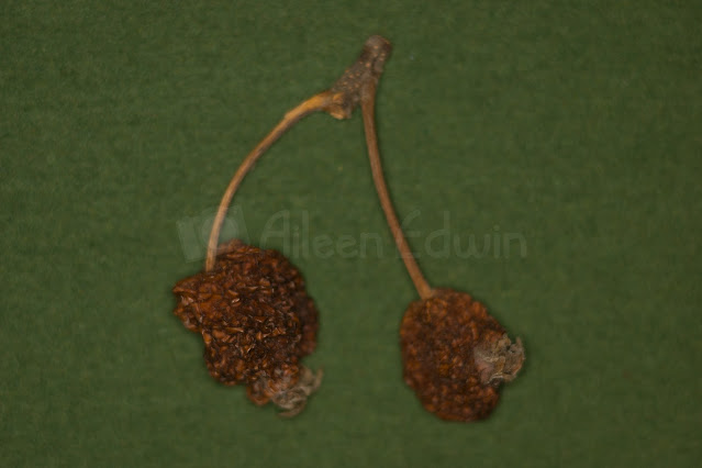 Close-up of two shrivelled apples on a green background