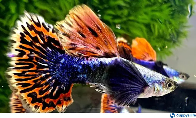 Dumbo Mosaic Guppy