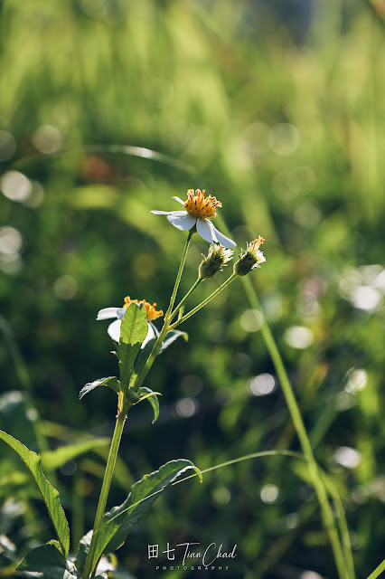 Beautiful wild flowers at Puchong Lalang - Photo taken with Nikon D780