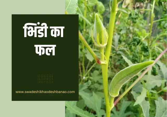 okra / lady finger in Hindi