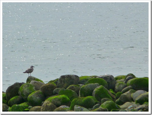 Seagull on mossy rocks