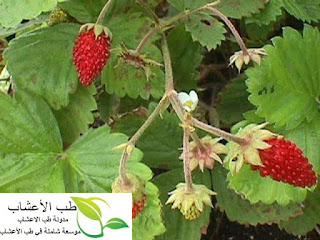 فوائد فاكهة الفرولة :مزايا وفوائد الفرولة Wild Strawberry