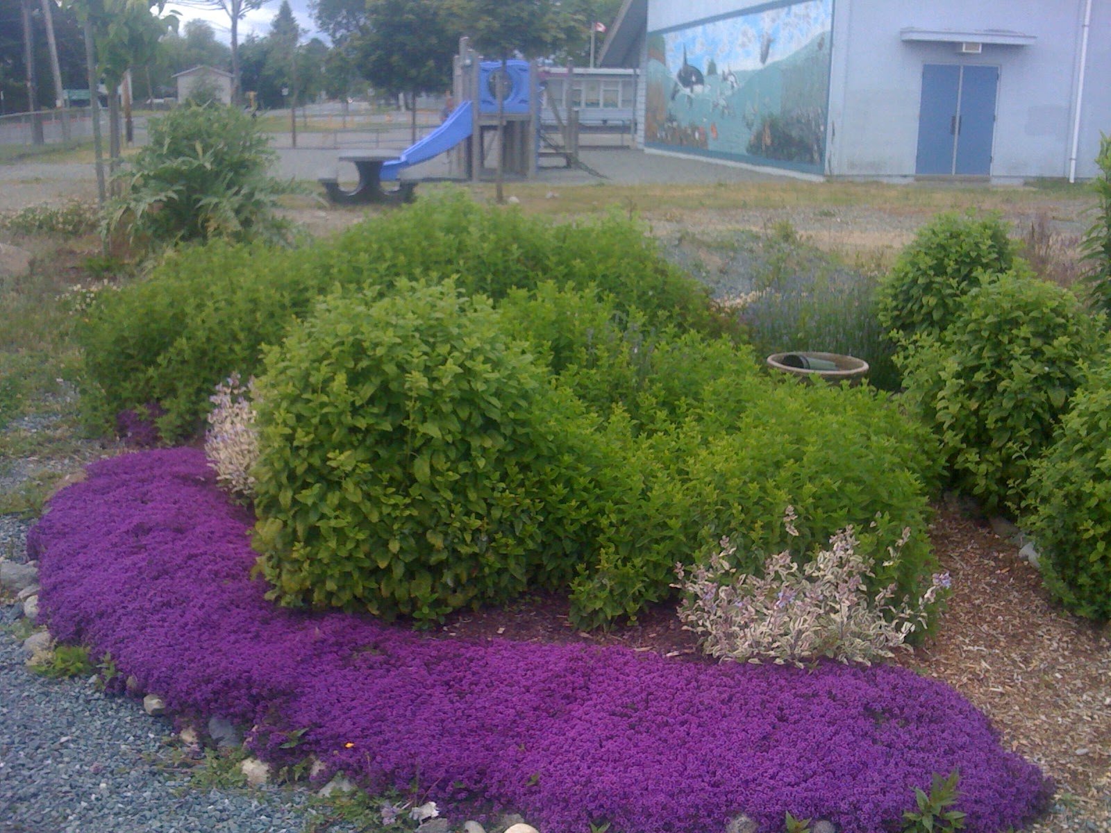 Lavender Landscaping Ideas