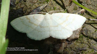 Cabera exanthemata (female) DSC40052