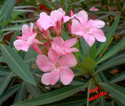 Elegan menawan. Foto Bunga. Natural itu Cantik.