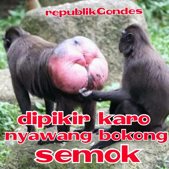 DP BBM Meme Dewasa Lucu 17+ ~ Cerita Humor Lucu Kocak Gokil Terbaru 