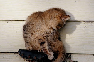 Cat photo Handsome Boy cleaning himself on a bicycle seat