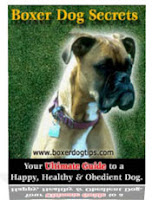 boxer dog secrets