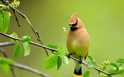 Pajarillos de colores en el paraíso (Aves Bonitas)