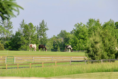 three horses in a green, spring, pasture
