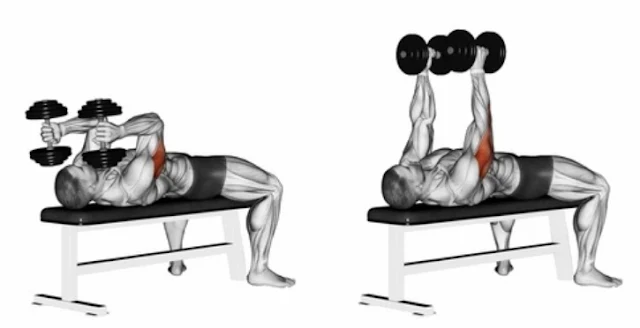 5 Best Home Triceps Dumbbell Exercises to Build Massive Arms