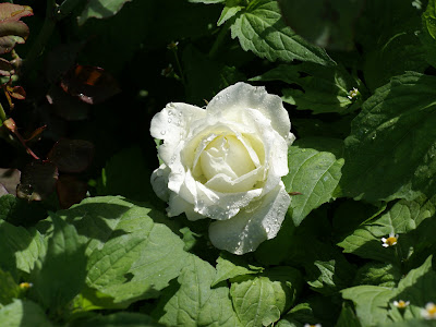 Red And White Roses Wallpaper. WHITE ROSE WALLPAPERS