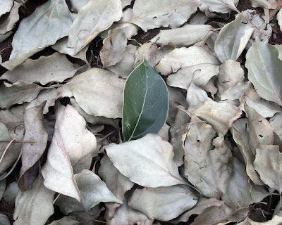 single green camphor-laurel tree leaf amongst many other brown, dead Cinnamomum camphora leaves