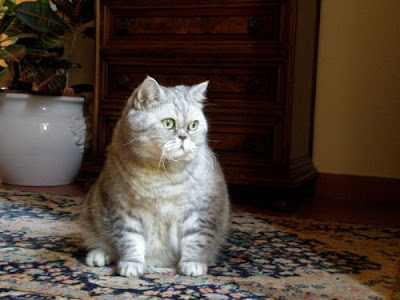 fat cat name is Julie