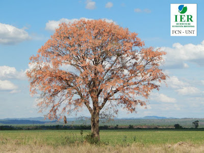 Seibo chaqueño (Erythrina mulungu)