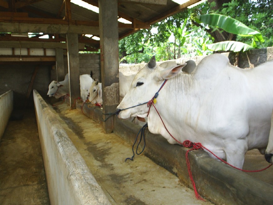 cara ternak ayam pejantan