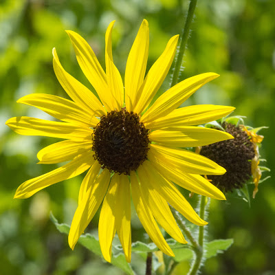 Prairie Sunflower, Brazoria NWR